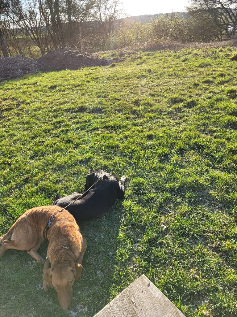 Campen mit Kleinkinder, ja die Hunde waren auch dabei